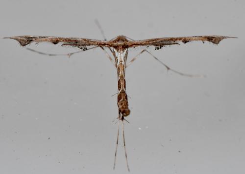 Amblyptilia sp.